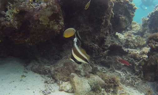 ミナミハタタテダイ