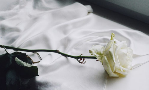 eine Rose auf einem Tuch, Raum für Begegnungen, Praxis für psychosoziale Beratung in Eugendorf bei Salzburg