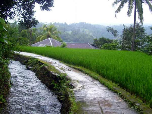 path betweeb creek and ricefield