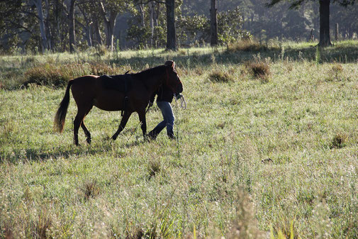 Spazieren mit Pferd, mein Pferd reißt sich los, Pferdetraining