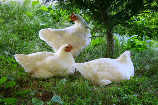 Galline all'aperto