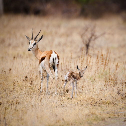 springbok nxai pan national park botswana