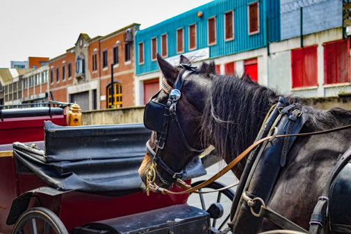 Dublin, Irland, Die Traumreiser, Kutsche, Pferdekutsche