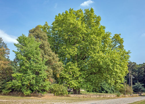 Platane in Oelzschau