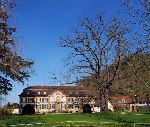 Schwarznuss beim Schlosspark Ebnet in Ebnet