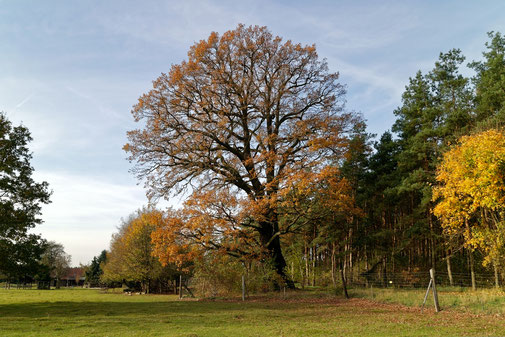 Eiche bei Liega