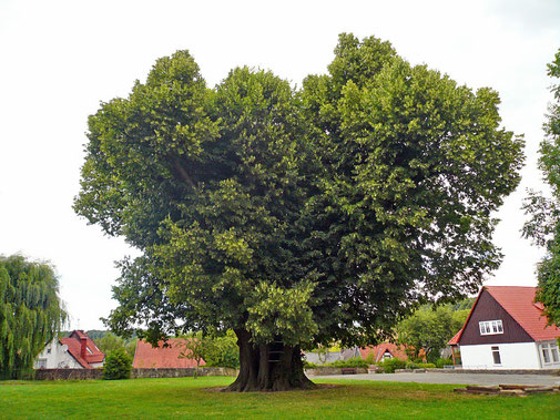 Zwölf-Apostel-Linde in Gehrden