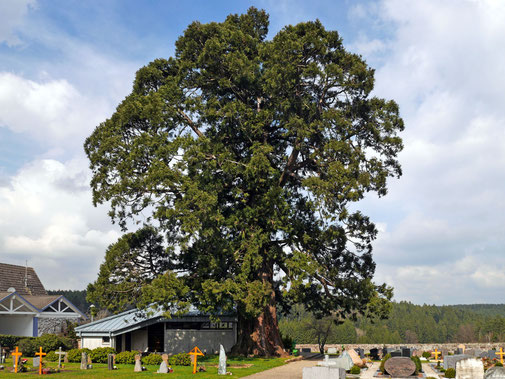 Riesenmammutbaum auf dem Friedhof in Simmersfeld