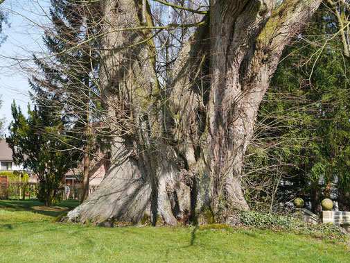 Wittekindlinde in Elbrinxen