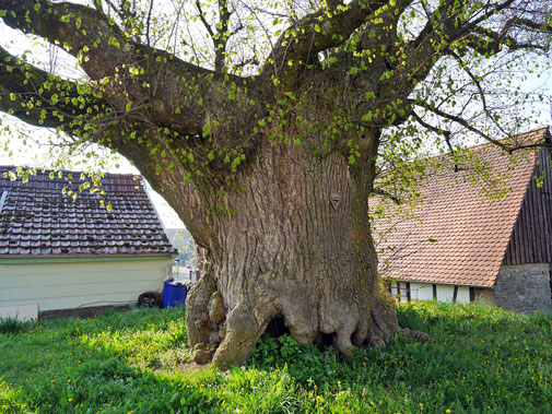 Linde in Wiesenbach