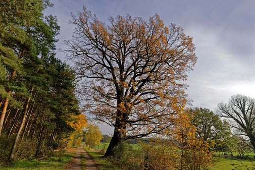 Eiche bei Liega