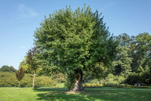 Silberahorn im Fürst-Pückler-Park in Bad Muskau