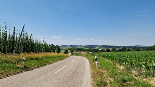 Straße von Rottenegg nach Niederlauterbach.