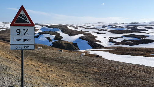 Bei der Abfahrt vom Nordkap: Und plötzlich stehen sie am Wegrand und äsen friedlich: Die ersten Rentiere.