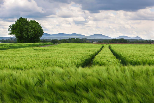 champs maladies végétal céréale exploitation dégénérescence élevage poulet bovin  