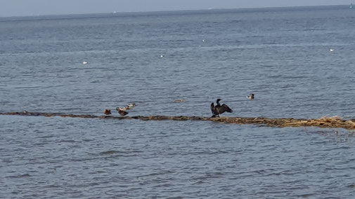 Manche Wasservögel sind schwarz und lüften ihre Flügel...