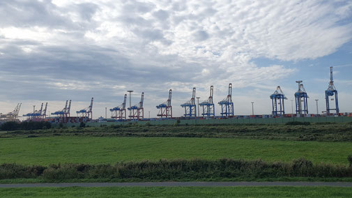 Wie Giraffen recken die Kräne ihre Hälse gen Himmel...