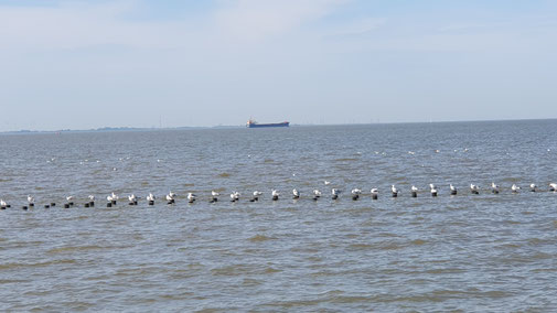 Andere wiederum sind weiß und sitzen gerne auf Pflöcken...