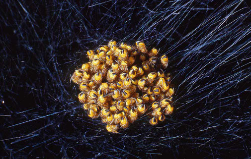 Schiusa di uova di ragnetti di Araneus Diadematus