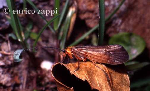 Halesus sp. - Trichoptera, Limnephilidae