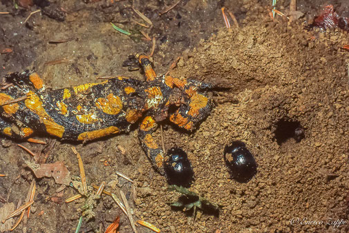 Geotrupes, insetti spazzini del bosco, su cadavere di salamandra che interrano e poi vi depongono le uova.
