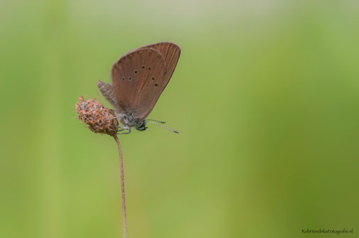 Donker Pimpernelblauwtje | Dusky Large Blue