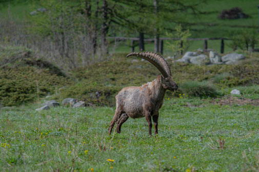 Alpensteenbok