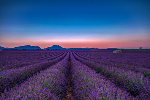 Frankrijk | Valensole | Lavendel