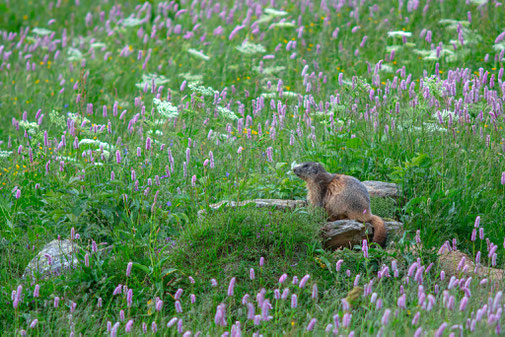 Alpenmarmot