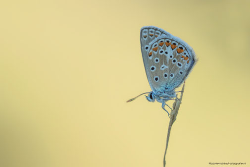 Adonisblauwtje | Adonis Blue