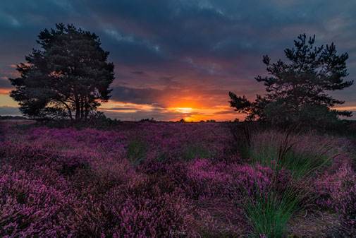 Noord-Brabant | Strabrechtse Heide | Paarse Heide