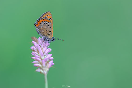 Blauwe Vuurvlinder