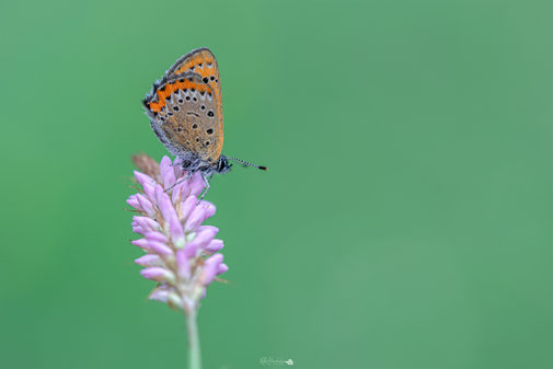 Blauwe Vuurvlinder