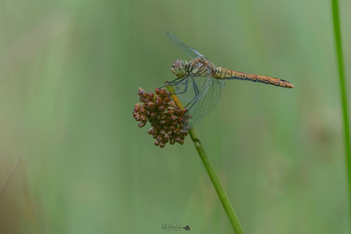 Bloedrode Heidelibel