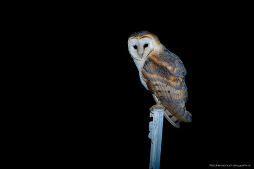 Uilen | Roofvogels | Klauwieren