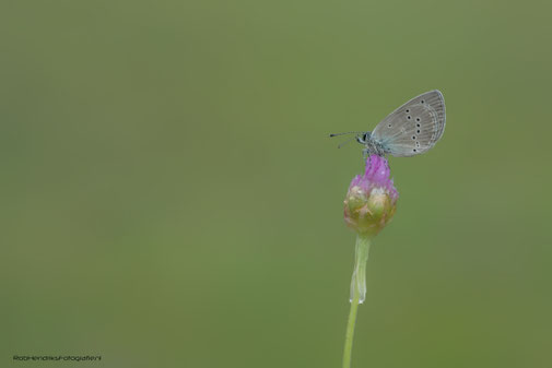 Dwerg Blauwtje | Little Blue