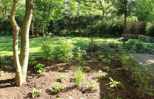 Frisch angelegtes Beet mit jungen Pflanzen wie Gräsern und Sträuchern