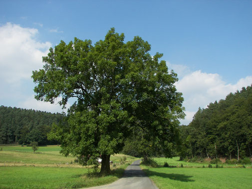 Die gemeine Esche