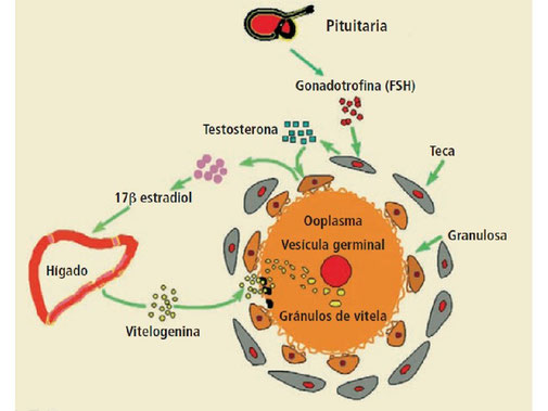 Diagrama que ilustra el proceso de vitelogénesis   