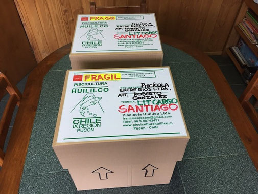 Cajas listas para despacho