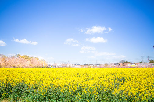 花いっぱい！菜の花プロジェクト運動