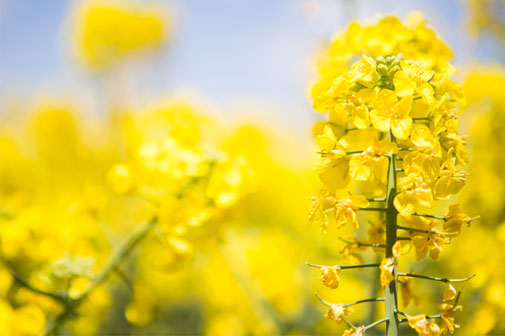 からだに必要だからからおいしい菜種油の原料、菜の花