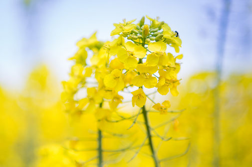 美しく咲く菜の花