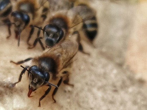 abeille noire stimulation candi pollen