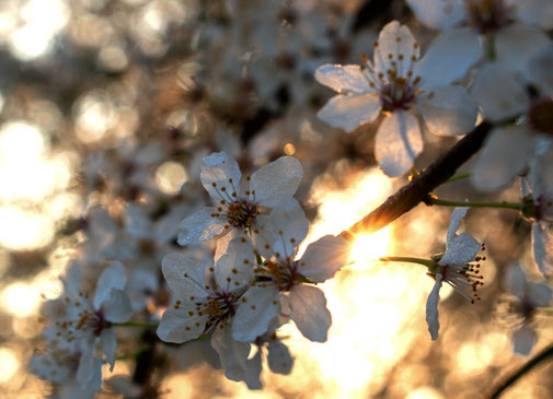 Sonnenaufgang, Gegeglicht, Kirschblüten