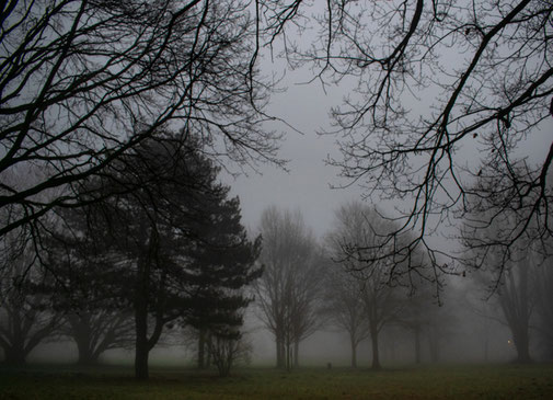 Nebel im Park