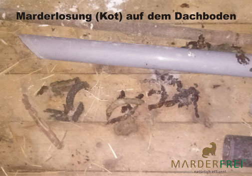 Marderkot auf dem Dachboden