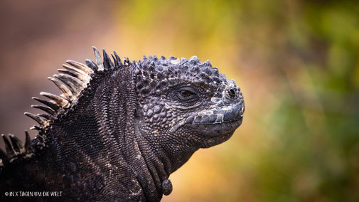 San Cristobal Galapagos Inseln