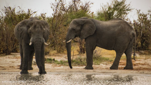 Elefant, Elephant Sands Lodge, Nata, Botswana, Wasserloch