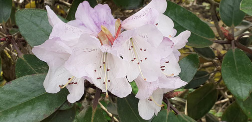 Blüten einer Pflanze